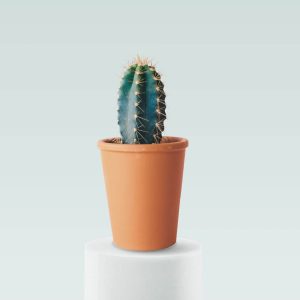 Home flower 01 a.jpg