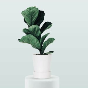 Home flower 06 a.jpg